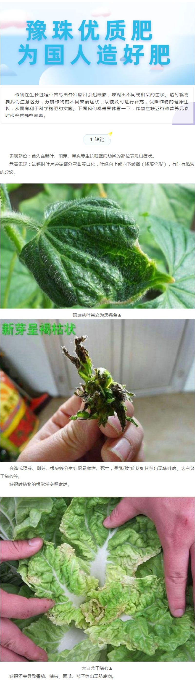 作物十二种缺素症状大剖析，，，学懂去分辨！！_01