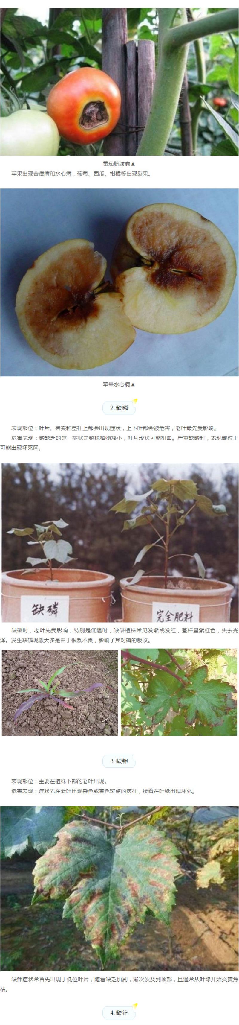 作物十二种缺素症状大剖析，，，学懂去分辨！！_02