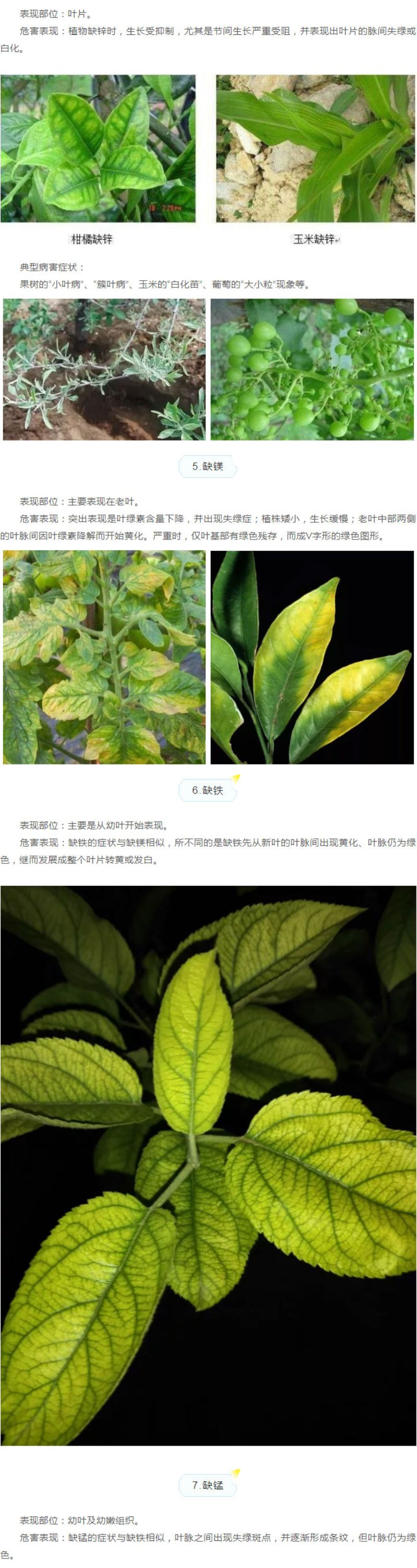 作物十二种缺素症状大剖析，，，学懂去分辨！！_03