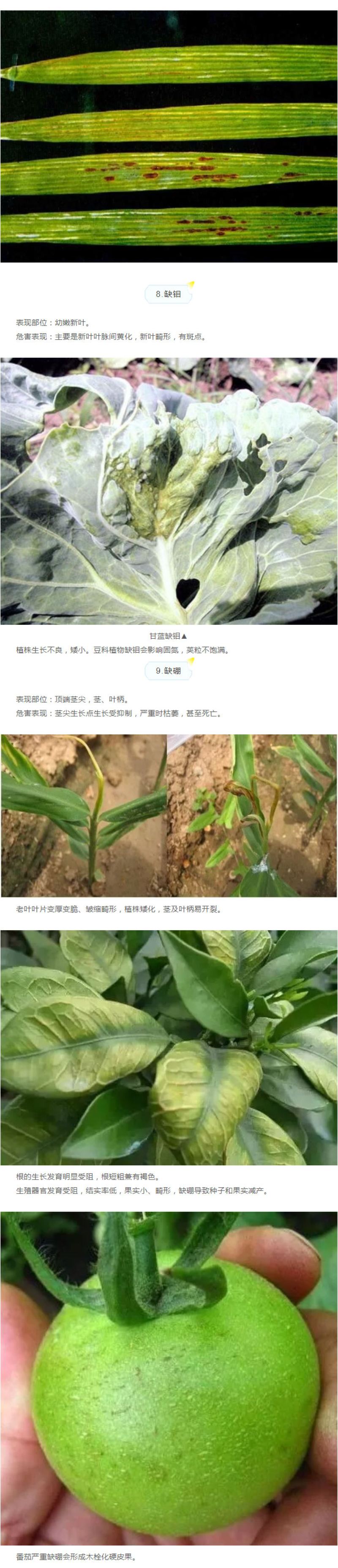 作物十二种缺素症状大剖析，，，学懂去分辨！！_04