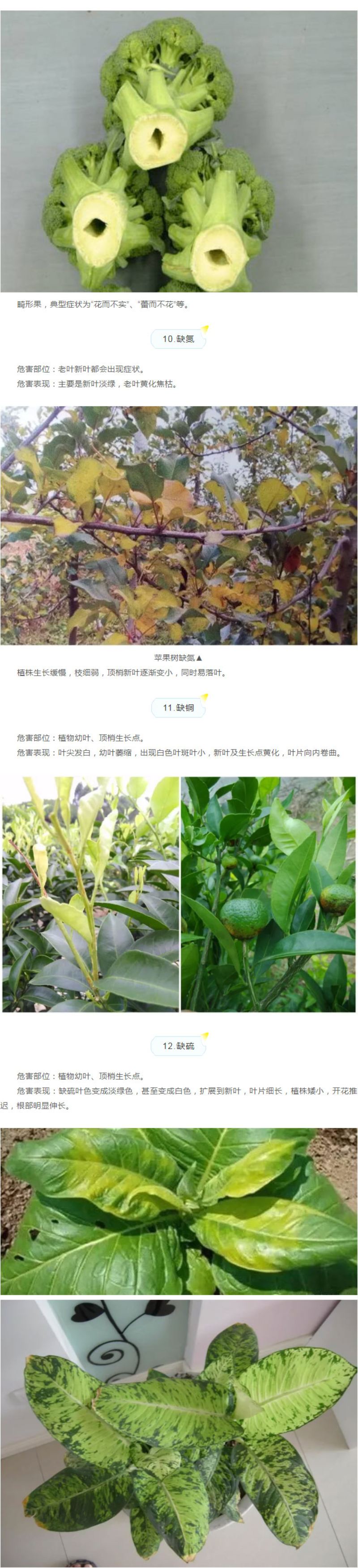 作物十二种缺素症状大剖析，，，学懂去分辨！！_05